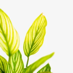 Calathea Vittata -The Tree Center Store Calathea Vittata 1G 04 copy 600x600 1