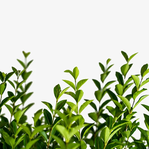 California Privet 1 California Privet