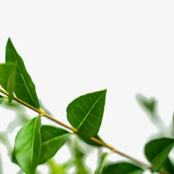 California Privet 9 California Privet -The Tree Center Store California Privet 7G 03 600x600 1