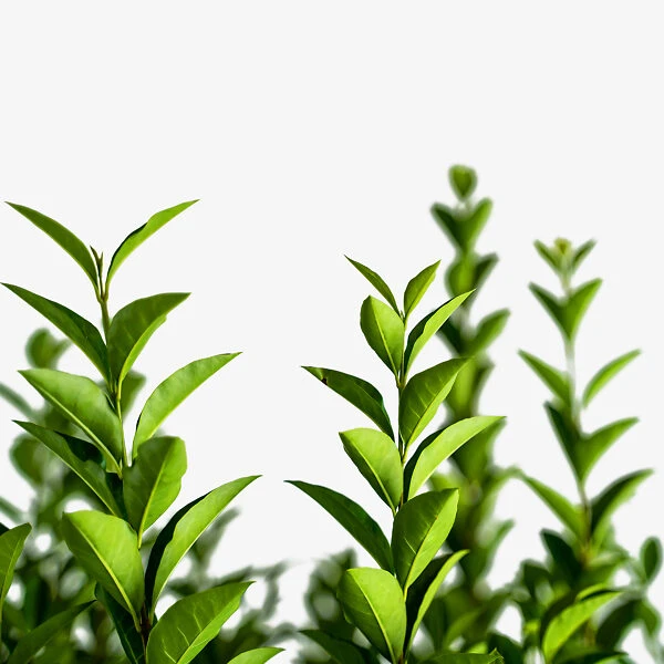 California Privet 4 California Privet - Image 4