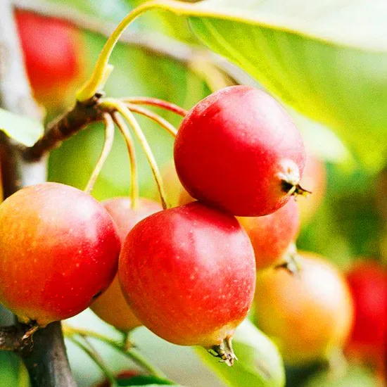 Callaway White Crabapple Tree 2 Callaway White Crabapple Tree - Image 2