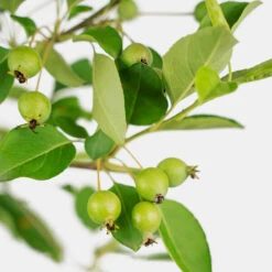 Callaway White Crabapple Tree 8 Callaway White Crabapple Tree -The Tree Center Store Callaway White Crabapple Tree 5G 02 copy 3 600x600 1