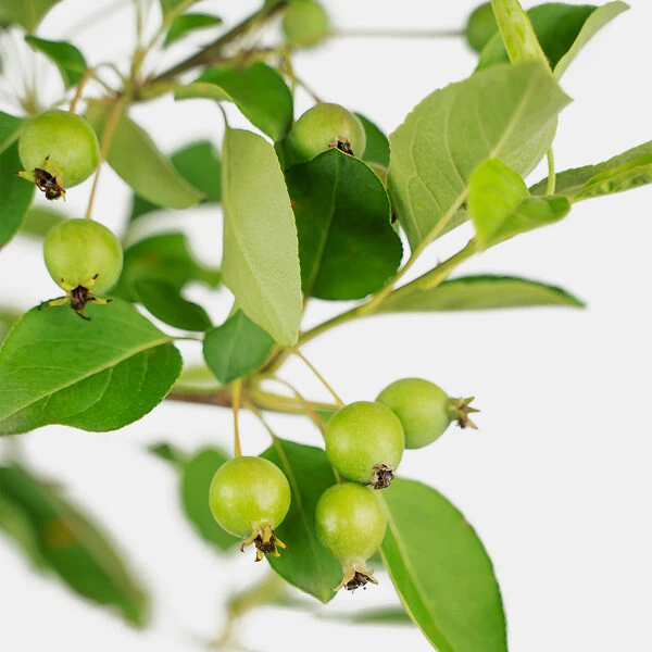 Callaway White Crabapple Tree 4 Callaway White Crabapple Tree - Image 4