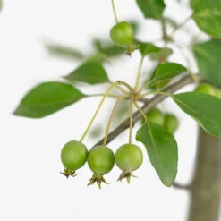 Callaway White Crabapple Tree 9 Callaway White Crabapple Tree -The Tree Center Store Callaway White Crabapple Tree 5G 05 copy 2 600x600 1