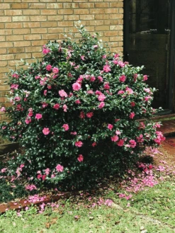 Shi-Shi Gashira Camellia -The Tree Center Store Camellia Shi Shi Gashira 1