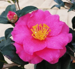 Shi-Shi Gashira Camellia -The Tree Center Store Camellia Shi Shi Gashira 2 600x552 1