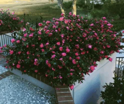 Shi-Shi Gashira Camellia