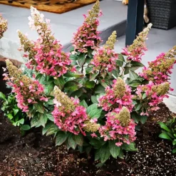 Candelabra Hydrangea -The Tree Center Store Candlabra Hydrangea 1 copy jpg webp