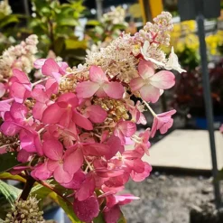 Candelabra Hydrangea