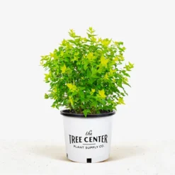 Canyon Creek Abelia -The Tree Center Store Canyon Creek Abelia 3G 01.1 NEW 600x600 1