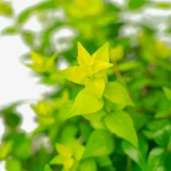 Canyon Creek Abelia -The Tree Center Store Canyon Creek Abelia 3G 03 copy jpg webp e1694532604834 600x600 1