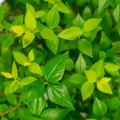 Canyon Creek Abelia -The Tree Center Store Canyon Creek Abelia 3G 04 copy jpg webp e1694532576714 600x600 1