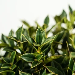 Carissa Holly -The Tree Center Store Carissa Holly 3G 02 copy 1 600x600 1