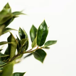 Carissa Holly -The Tree Center Store Carissa Holly 3G 04 copy 600x600 1