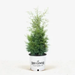 Carolina Sapphire Arizona Cypress 10 Carolina Sapphire Arizona Cypress -The Tree Center Store Carolina Sapphire Cypress 7G 01 jpg 600x600 1