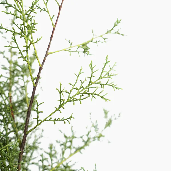 Carolina Sapphire Arizona Cypress 2 Carolina Sapphire Arizona Cypress - Image 2