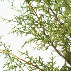 Carolina Sapphire Arizona Cypress 9 Carolina Sapphire Arizona Cypress -The Tree Center Store Carolina Sapphire Cypress 7G 03 copy 600x600 1