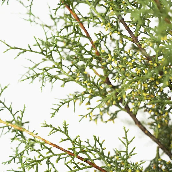 Carolina Sapphire Arizona Cypress 4 Carolina Sapphire Arizona Cypress - Image 4