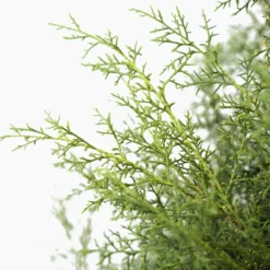 Carolina Sapphire Arizona Cypress 8 Carolina Sapphire Arizona Cypress -The Tree Center Store Carolina Sapphire Cypress 7G 04 copy 600x600 1