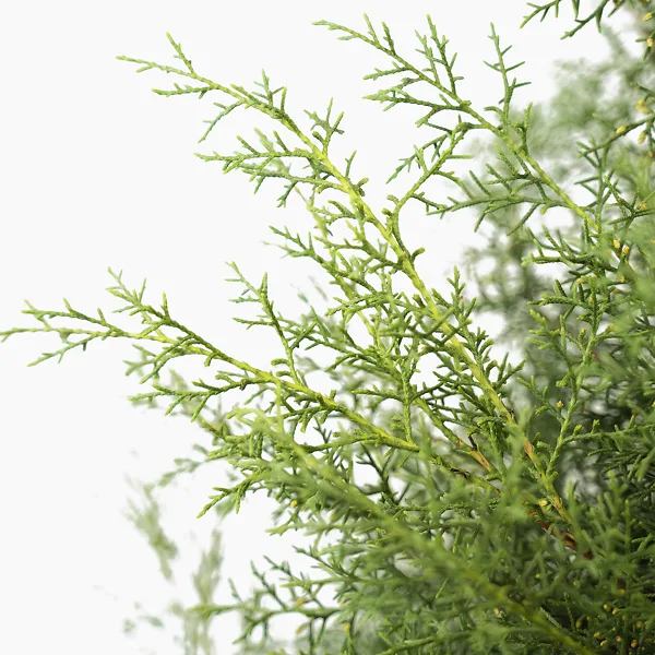 Carolina Sapphire Arizona Cypress 3 Carolina Sapphire Arizona Cypress - Image 3