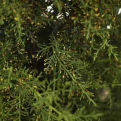 Carolina Sapphire Arizona Cypress 11 Carolina Sapphire Arizona Cypress -The Tree Center Store Carolina Sapphire Cypress 7G 06 copy scaled 600x600 1