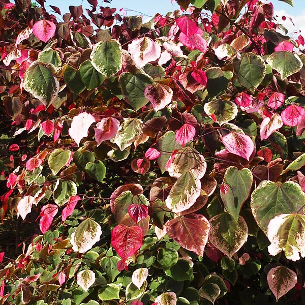 Carolina Sweetheart® Redbud 3 Carolina Sweetheart® Redbud - Image 3