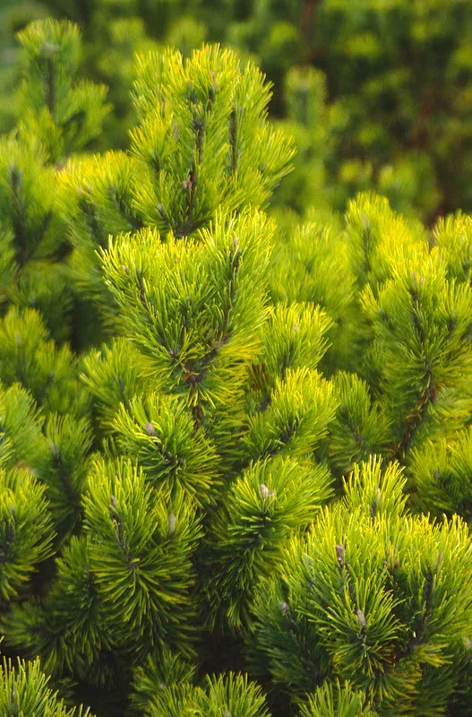 Carstens Wintergold Mugo Pine 2 Carstens Wintergold Mugo Pine - Image 2