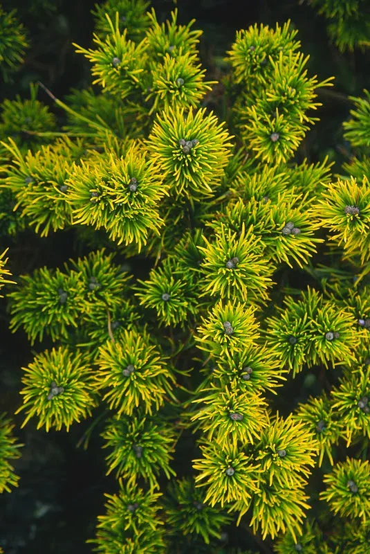Carstens Wintergold Mugo Pine 3 Carstens Wintergold Mugo Pine - Image 3
