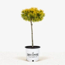 Carsten's Wintergold Mugo Pine - Tree Form