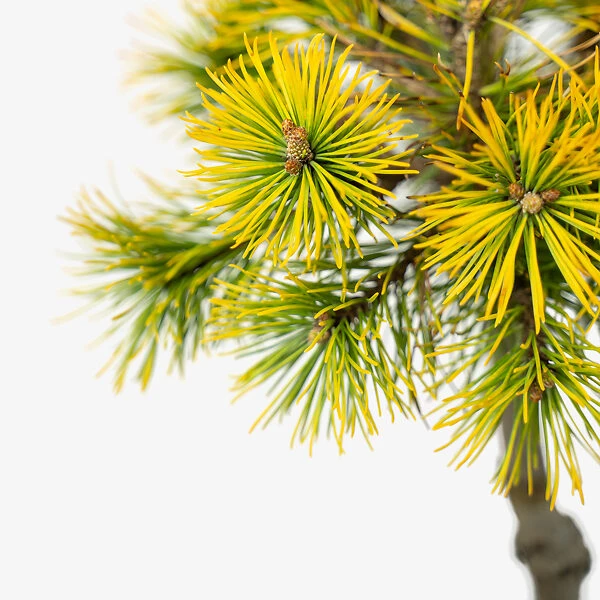 Carsten's Wintergold Mugo Pine - Tree Form 4 Carsten's Wintergold Mugo Pine - Tree Form - Image 4