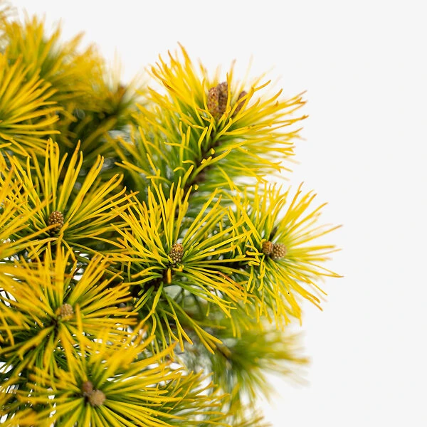Carsten's Wintergold Mugo Pine - Tree Form 3 Carsten's Wintergold Mugo Pine - Tree Form - Image 3
