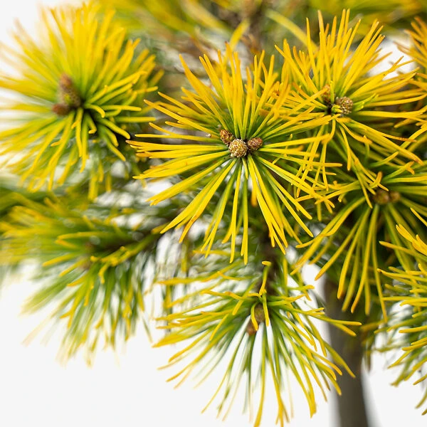 Carsten's Wintergold Mugo Pine - Tree Form 2 Carsten's Wintergold Mugo Pine - Tree Form - Image 2