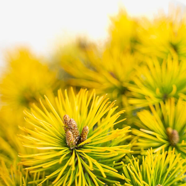 Carsten's Wintergold Mugo Pine - Tree Form 5 Carsten's Wintergold Mugo Pine - Tree Form - Image 5
