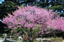 Cascading Hearts Redbud Tree -The Tree Center Store Cascading Hearts Redbud Tree 1 copy 600x399 1