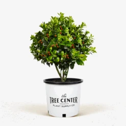Castle Spire Blue Holly -The Tree Center Store Castle Spire Blue Holly 5G 01 600x600 1