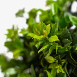 Castle Spire Blue Holly -The Tree Center Store Castle Spire Blue Holly 5G 02 copy 600x600 1