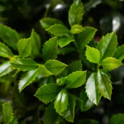 Castle Spire Blue Holly -The Tree Center Store Castle Spire Blue Holly 5G 05 copy 600x600 1