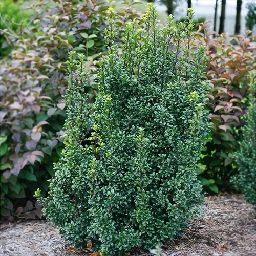 Castle Wall Blue Holly 2 Castle Wall Blue Holly - Image 2