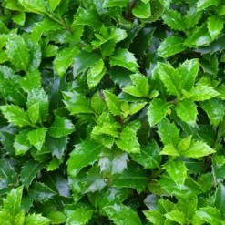 Castle Wall Blue Holly