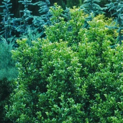 Castle Wall Blue Holly 6 Castle Wall Blue Holly -The Tree Center Store Castle Wall Blue Holly 3 copy jpg