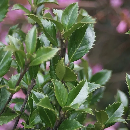 Castle Wall Blue Holly 4 Castle Wall Blue Holly - Image 4