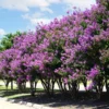 Catawba Crape Myrtle