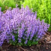 Cat’s Pajamas Catmint
