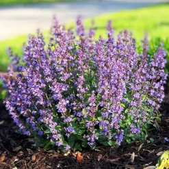 Cat’s Pajamas Catmint -The Tree Center Store Catmint Cats Pajamas 2 copy jpg webp