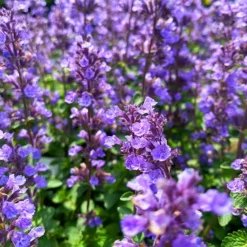 Cat’s Pajamas Catmint -The Tree Center Store Catmint Cats Pajamas 4 copy jpg webp