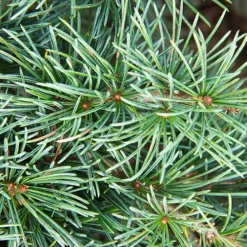 Blue Angel Lebanon Cedar -The Tree Center Store Cedrus libani ‘Blue Angel 4 copy jpg
