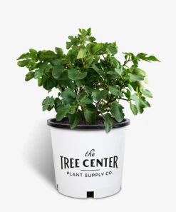 Celeste Fig Tree -The Tree Center Store Celeste Fig Tree 7G 01 600x722 1