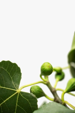 Celeste Fig Tree -The Tree Center Store Celeste Fig Tree 7G 08 copy 600x900 1