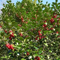 Centennial Girl Holly -The Tree Center Store Centennial Girl Holly 2 copy 600x600 1