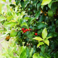 Centennial Girl Holly -The Tree Center Store Centennial Girl Holly 4 copy 600x600 1